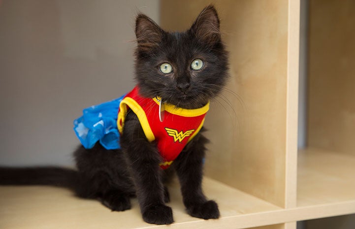 Kitten dressed as Wonder Woman for Halloween