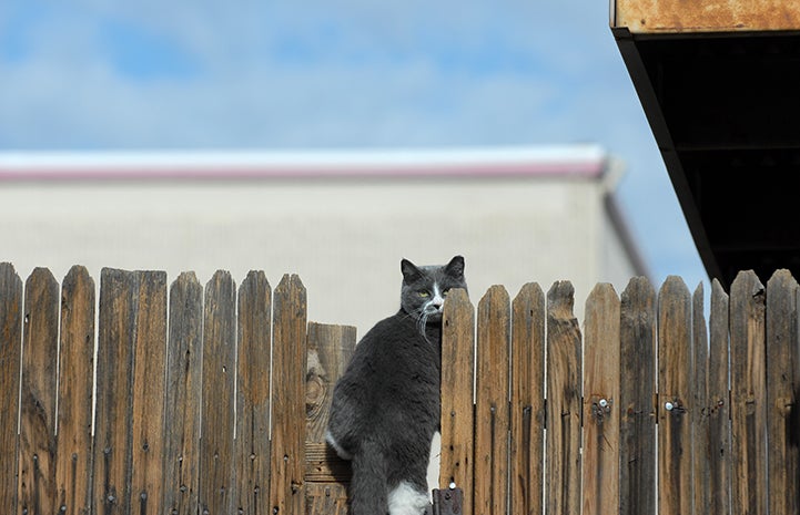Ear-tipped feral cat sitting on a fence