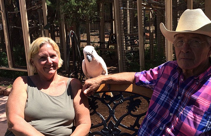 Seppi the legendary Moluccan cockatoo and his new family