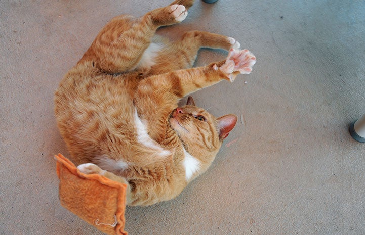 Barney the orange tabby cat rolled over on his back with his paws up