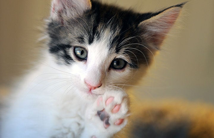 Lux the kitten says talk to the paw