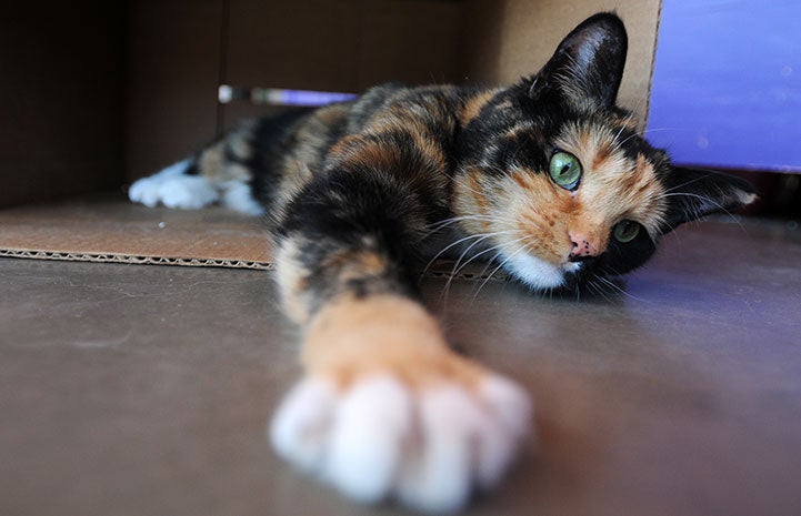 Mesa the calico cat stretching her paw
