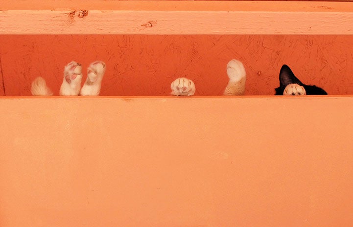 Cats in the rafters with their paws up