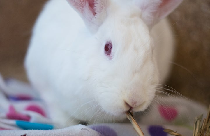 Daisy the adoptable white rabbit