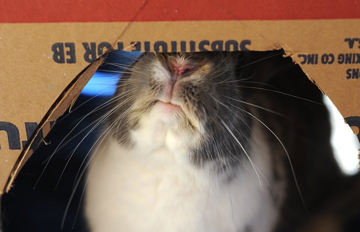 Flora the rabbit chewing on a cardboard box
