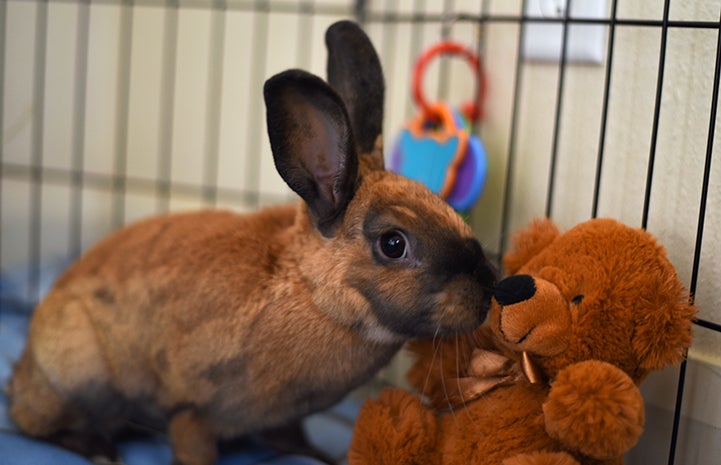 Ginger the brown and black rabbit