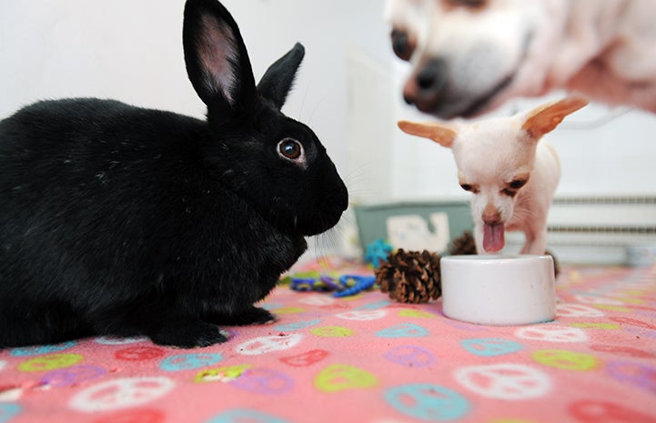 Hawkeye the black rabbit with a Chihuahua