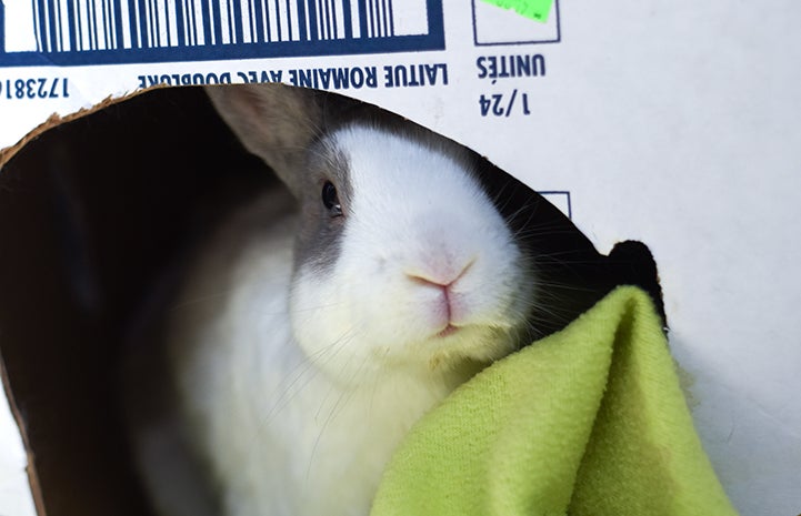Mr. Giggles the rabbit in a cardboard box