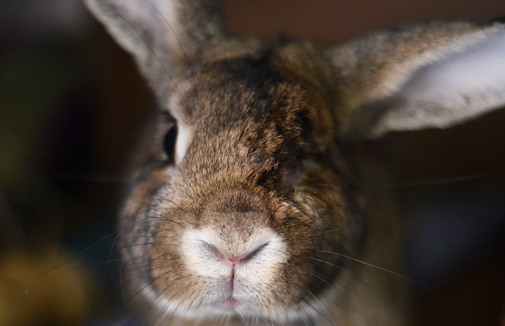 Rascal the rabbit who has cute big ears