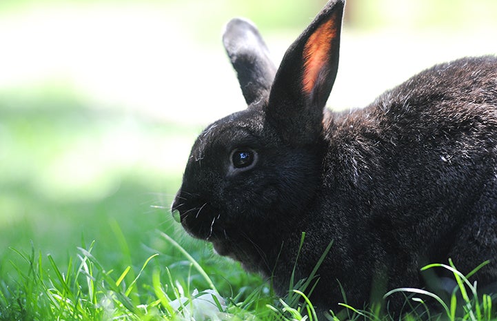 Smokey the black rabbit in grass