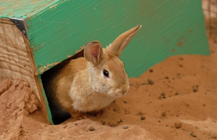 Wendy the tan rabbit in a green wooden box