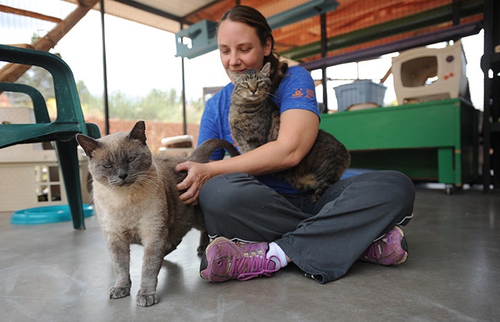 Skittles and another cat named Major with caregiver Kristen