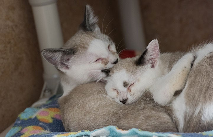 Cahill and Cordell, two Siamese kittens, were both adopted together