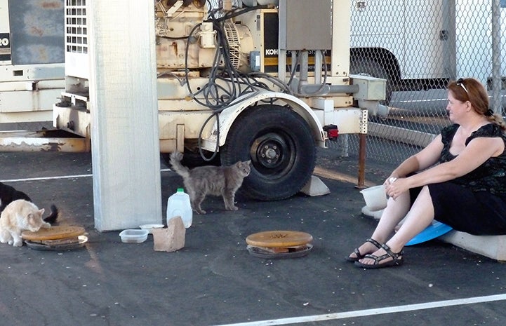 Volunteer Cheryl Collins feeding a community cat colony