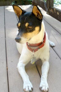 Betsy the petite rat terrier who was helped by New Rattitude, Inc.