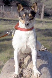 Petite rat terrier Betsy who was helped by New Rattitude, Inc.