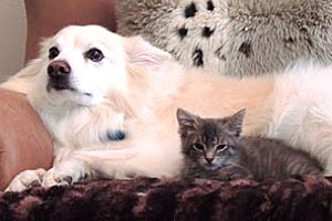 Johnny Depp as a kitten lying next to a big white dog