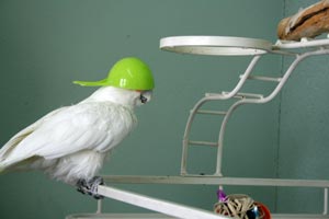 Keno the Goffin’s cockatoo and his unique cap