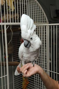 TooBird the umbrella cockatoo