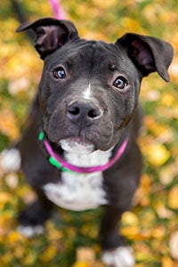 Cute female black grey silver pit bull puppy wearing a pink collar