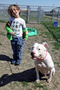 Ethan and Daisy the American bulldog mix at the shelter