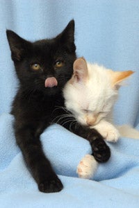 Two adoptable kittens from a local animal shelter