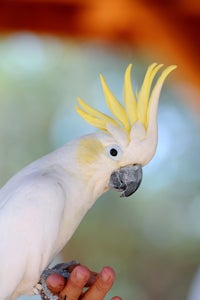 Angel the cockatoo