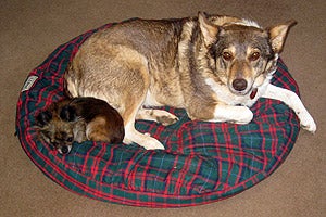 Little dog and big dog, Angel and Piccola, sleeping on a dog bed together