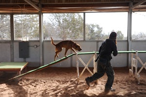 Aries the dog doing agility