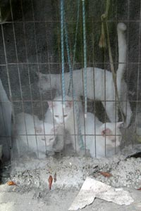 Some of the cats from the Alabama apartment hoarding situation look like white Turkish Angora cat mixes