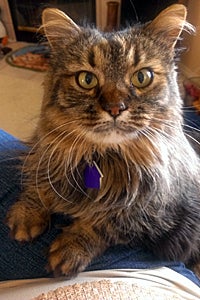 Poppy Sue the stunning Maine coon tabby cat from Hurricane Animal Shelter in Southern Utah