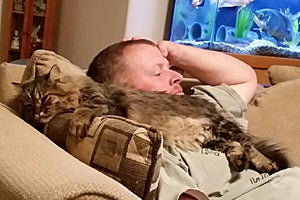 Poppy Sue the Maine coon tabby cat snuggling with her person in her new home
