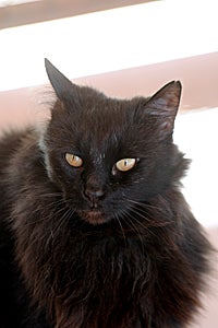 Lady Opal the shy black cat adopted during the Back in Black promotion