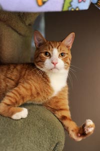 Beazley the orange and white cat with his misshapen paws that don't slow him down