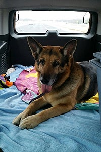 Bela the German shepherd riding in a car on the way to Best Friends Animal Sanctuary