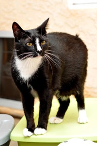 Benny the Manx cat with Manx syndrome