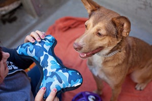 Memphis the dog and his big blue camouflage stuffed bone