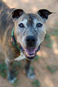 Brewster the senior dog would love a home during Adopt a Senior Pet Month