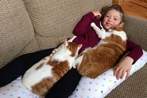Two lap cats taking a cat nap with a boy