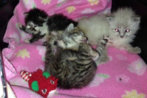 Weight can help determine the age of kittens like this litter
