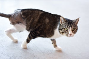Ludo the tabby cat who had to have his injured leg amputated
