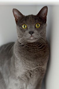 Penelope the gray cat who engages in self-destructive behavior