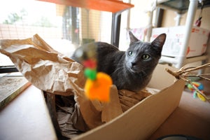 Penelope the cat began chasing toys instead of her tail