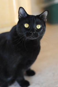 Angelique the black cat who went on a weight loss plan