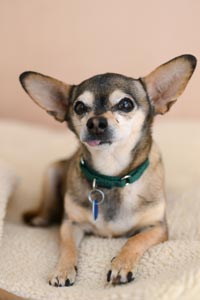 Chiquita the "super senior" Chihuahua dog