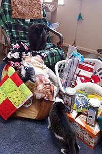 Cooper and Mimi the cats check out the pile of donated gifts