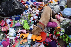 Dog playing with the donated Christmas toys