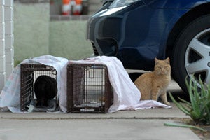 Humane trapping community (feral and stray) cats