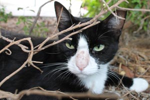 Bubba the tuxedo feline, a community cat in San Antonio, Texas