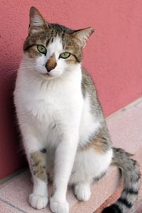 Handsome, a community cat (feral) in San Antonio, Texas